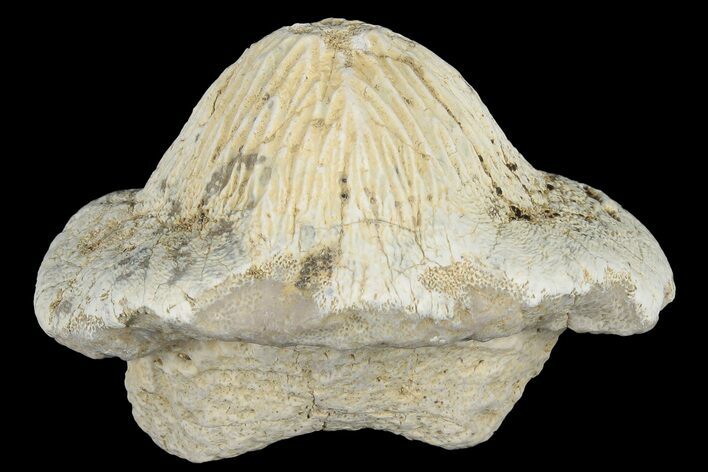 Fossil Crusher Shark (Ptychodus) Tooth - Kansas #187419